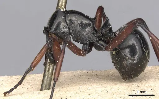 Polyrhachis levior specimen CASENT0901809 image casent0901809_2