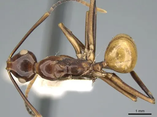 Polyrhachis leviuscula specimen CASENT0906574 image casent0906574_1