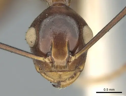 Polyrhachis leviuscula specimen CASENT0906574 image casent0906574_2
