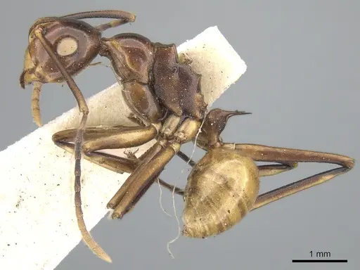 Polyrhachis leviuscula specimen CASENT0906574 image casent0906574_3