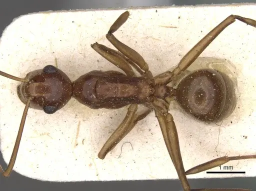Polyrhachis leviuscula specimen CASENT0910788 image casent0910788_1