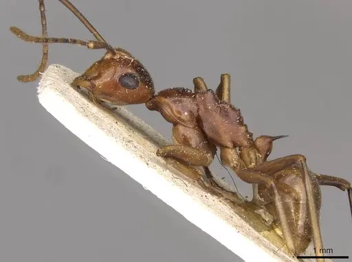 Polyrhachis leviuscula specimen CASENT0910788 image casent0910788_3