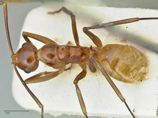 Polyrhachis leviuscula specimen FOCOL2554 image focol2554_1