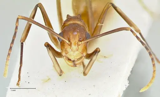 Polyrhachis leviuscula specimen FOCOL2554 image focol2554_2