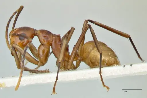 Polyrhachis leviuscula specimen FOCOL2554 image focol2554_3
