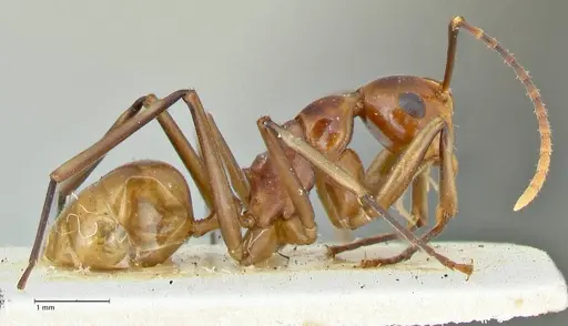 Polyrhachis leviuscula specimen FOCOL2554 image focol2554_4
