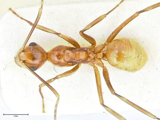 Polyrhachis leviuscula specimen FOCOL2555 image focol2555_1