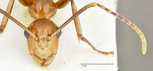 Polyrhachis leviuscula specimen FOCOL2555 image focol2555_2
