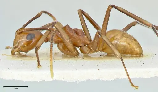 Polyrhachis leviuscula specimen FOCOL2555 image focol2555_3
