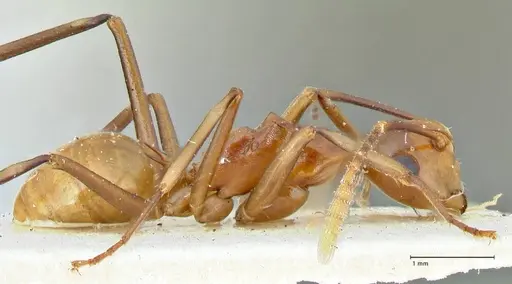 Polyrhachis leviuscula specimen FOCOL2555 image focol2555_4