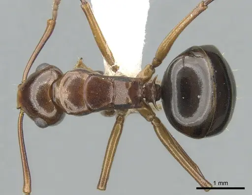 Polyrhachis lilianae specimen CASENT0906569 image casent0906569_1