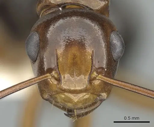 Polyrhachis lilianae specimen CASENT0906569 image casent0906569_2