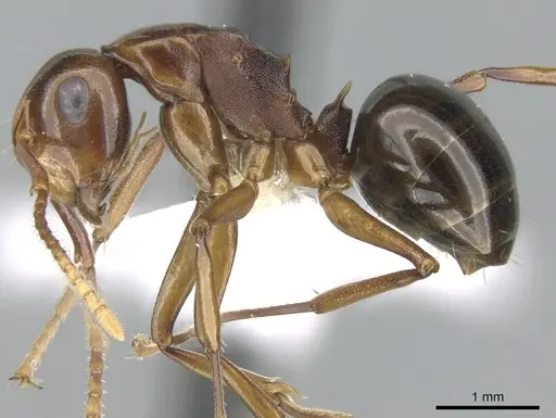 Polyrhachis lilianae specimen CASENT0906569 image casent0906569_3