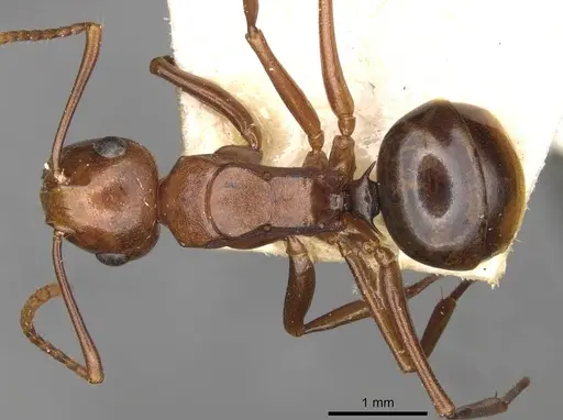 Polyrhachis lilianae specimen CASENT0910784 image casent0910784_1