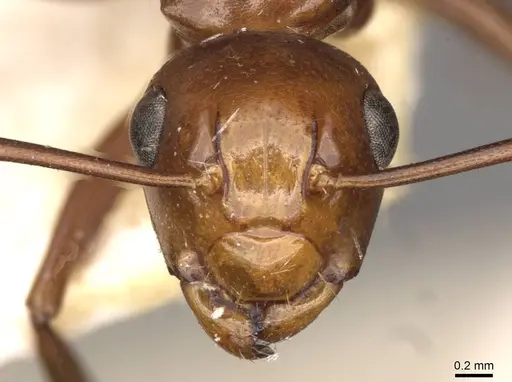 Polyrhachis lilianae specimen CASENT0910784 image casent0910784_2
