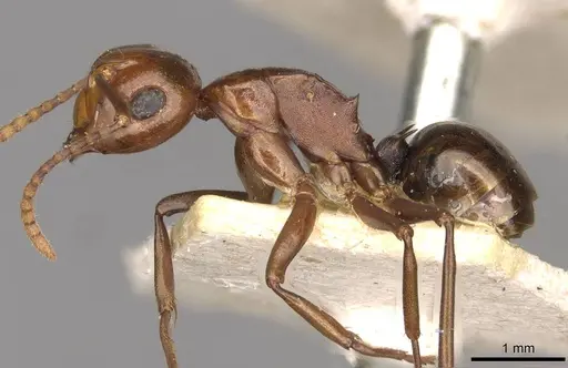 Polyrhachis lilianae specimen CASENT0910784 image casent0910784_3