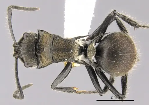 Polyrhachis limbata specimen CASENT0281357 image casent0281357_1