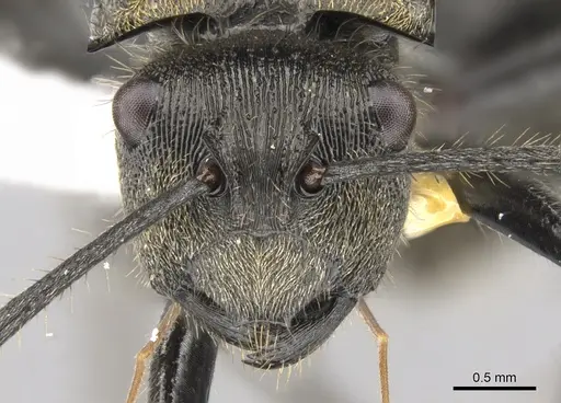 Polyrhachis limbata specimen CASENT0281357 image casent0281357_2