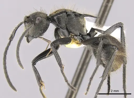 Polyrhachis limbata specimen CASENT0281357 image casent0281357_3
