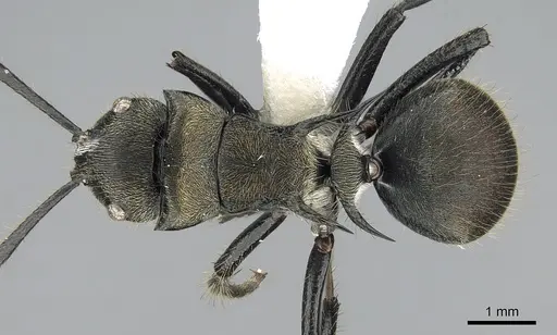 Polyrhachis limbata specimen CASENT0281372 image casent0281372_1