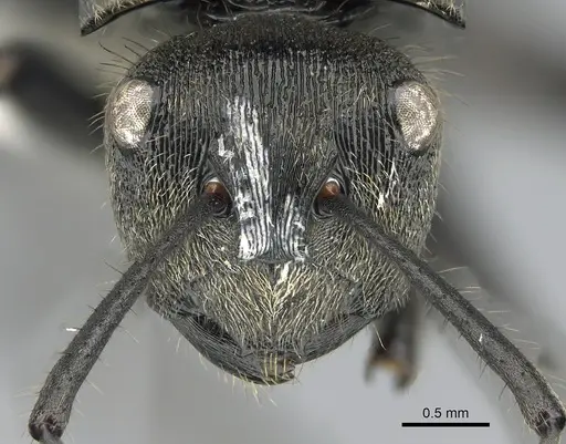 Polyrhachis limbata specimen CASENT0281372 image casent0281372_2