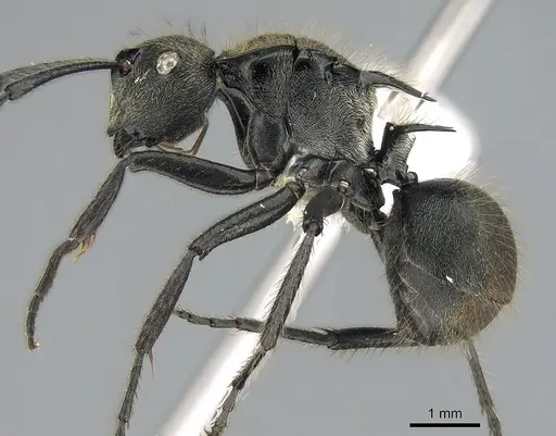 Polyrhachis limbata specimen CASENT0281372 image casent0281372_3