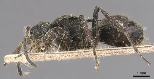 Polyrhachis limbata specimen CASENT0905822 image casent0905822_2