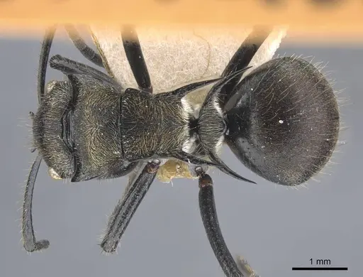 Polyrhachis limbata specimen CASENT0917182 image casent0917182_1