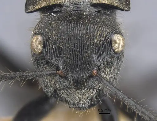 Polyrhachis limbata specimen CASENT0917182 image casent0917182_2