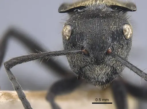 Polyrhachis limbata specimen CASENT0917182 image casent0917182_3