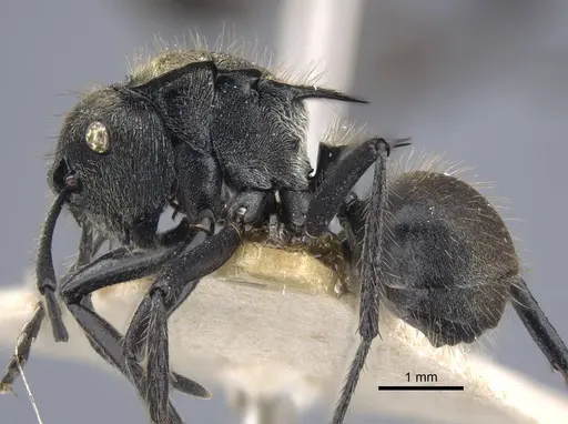 Polyrhachis limbata specimen CASENT0917182 image casent0917182_4