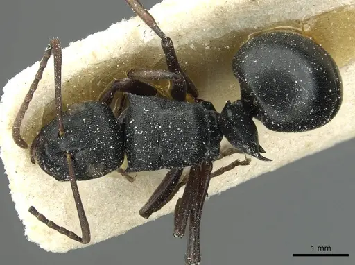 Polyrhachis limitis specimen CASENT0912826 image casent0912826_1