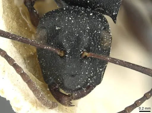 Polyrhachis limitis specimen CASENT0912826 image casent0912826_2