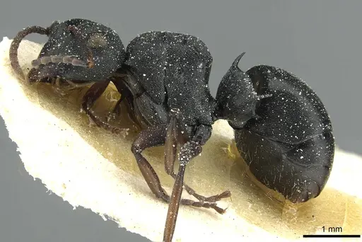 Polyrhachis limitis specimen CASENT0912826 image casent0912826_3