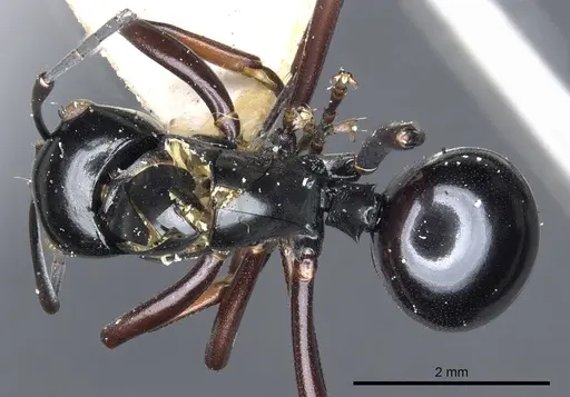 Polyrhachis linae specimen CASENT0903424 image casent0903424_1
