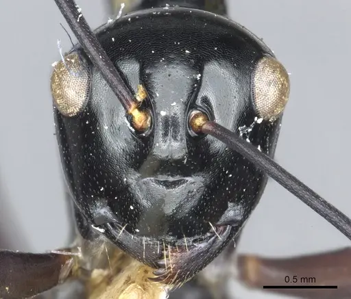 Polyrhachis linae specimen CASENT0903424 image casent0903424_2