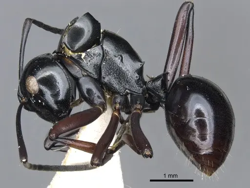 Polyrhachis linae specimen CASENT0903424 image casent0903424_3