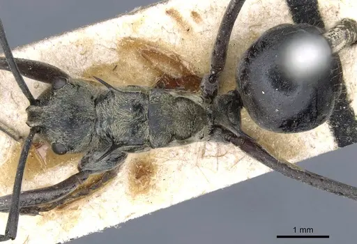 Polyrhachis litigiosa specimen CASENT0905609 image casent0905609_1