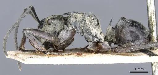 Polyrhachis litigiosa specimen CASENT0905609 image casent0905609_3