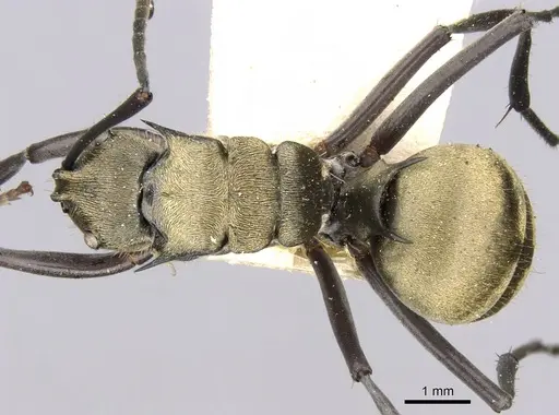 Polyrhachis litigiosa specimen CASENT0906809 image casent0906809_1
