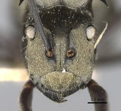 Polyrhachis litigiosa specimen CASENT0906809 image casent0906809_2