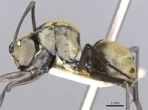 Polyrhachis litigiosa specimen CASENT0906809 image casent0906809_3