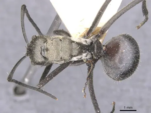 Polyrhachis litigiosa specimen CASENT0912140 image casent0912140_1