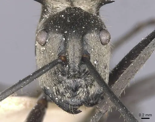 Polyrhachis litigiosa specimen CASENT0912140 image casent0912140_2