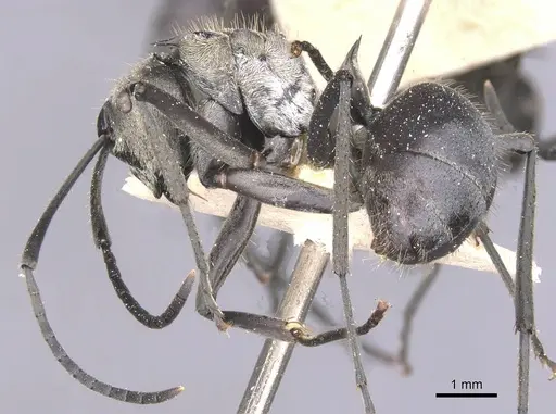 Polyrhachis litigiosa specimen CASENT0912140 image casent0912140_3