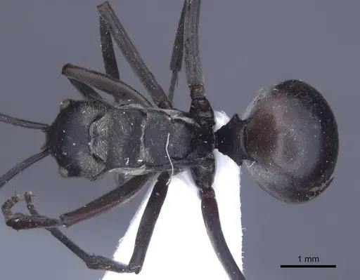 Polyrhachis litigiosa specimen CASENT0916778 image casent0916778_1