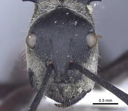 Polyrhachis litigiosa specimen CASENT0916778 image casent0916778_2