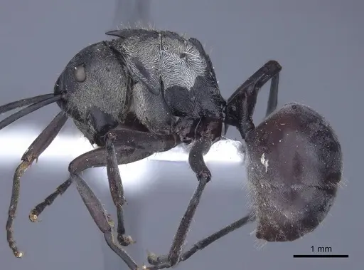 Polyrhachis litigiosa specimen CASENT0916778 image casent0916778_3