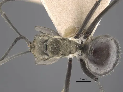 Polyrhachis litigiosa specimen CASENT0917288 image casent0917288_1