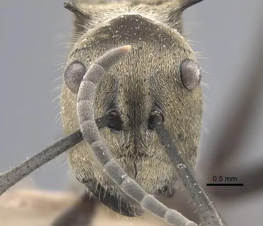 Polyrhachis litigiosa specimen CASENT0917288 image casent0917288_2